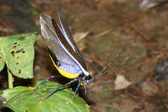 Moncheca elegans