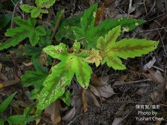 Rubus reflexus hui