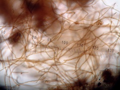 Tuber tomentosum