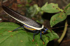 Moncheca elegans