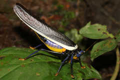 Moncheca elegans
