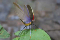 Moncheca elegans