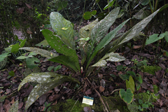 Anthurium atropurpureum