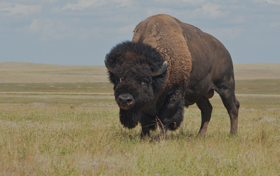 case study american bison answer key