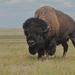 American Bison - Photo (c) rudyclaeys, some rights reserved (CC BY-NC)