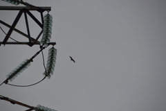 Milvus migrans