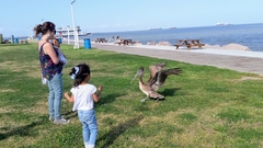 Pelecanus occidentalis