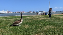 Pelecanus occidentalis