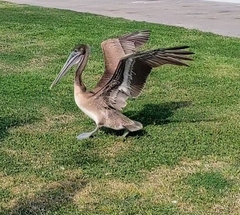 Pelecanus occidentalis