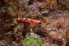 Speleogobius trigloides