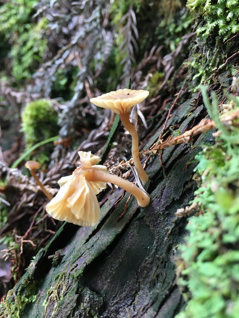 Lichenomphalia ericetorum · April 2022 · photo: © naturalist9238 (iNaturalist, cc-by)