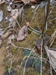 Antennaria solitaria