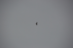 Milvus migrans