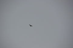 Milvus migrans