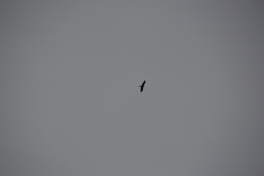 Milvus migrans
