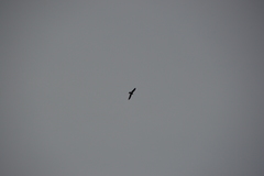 Milvus migrans