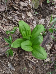 Veratrum parviflorum