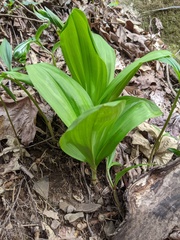 Veratrum parviflorum
