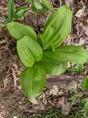 Veratrum parviflorum