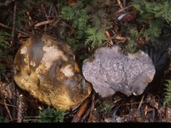 Heliogaster columellifer