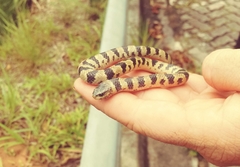 Atractus trihedrurus