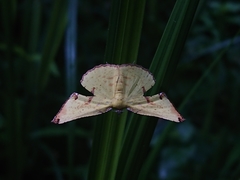 Corymica