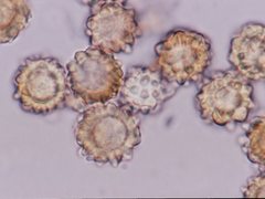 Heliogaster columellifer