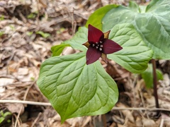 Trillium sulcatum