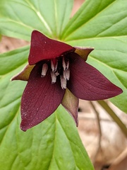 Trillium sulcatum