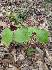 Trillium sulcatum