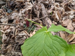 Trillium sulcatum