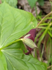Trillium sulcatum