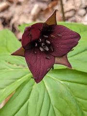 Trillium sulcatum