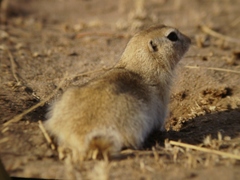 Spermophilus dauricus