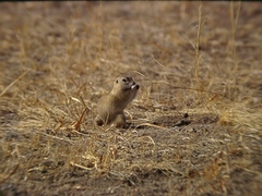 Spermophilus dauricus