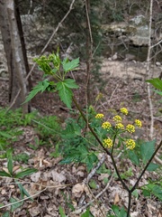 Thaspium barbinode
