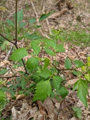 Thaspium barbinode