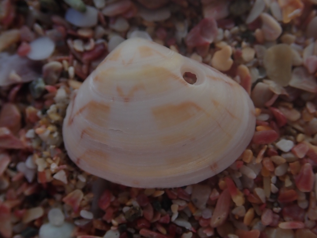 Gomphina maorum