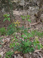 Thaspium barbinode