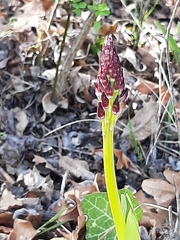 Orchis purpurea