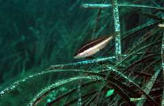 Symphodus doderleini