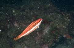 Symphodus doderleini