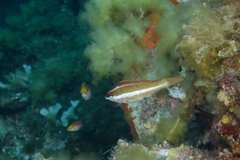 Symphodus doderleini