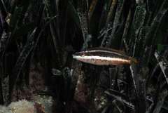 Symphodus doderleini