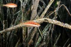 Symphodus doderleini