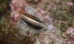 Symphodus doderleini