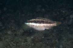 Symphodus doderleini