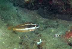 Symphodus doderleini