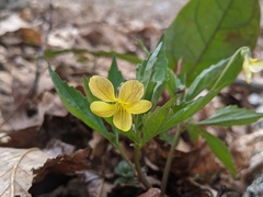 Viola tripartita