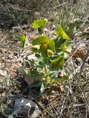 Euphorbia